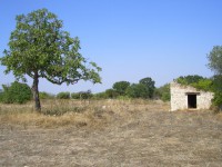 /album/antica-masseria-agro-di-turi/sany0875-jpg/